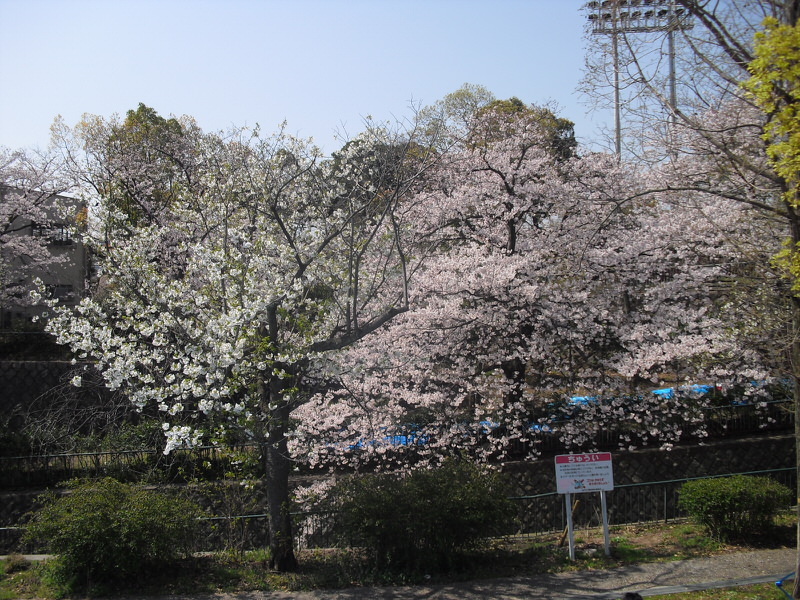 王子公園付近の桜