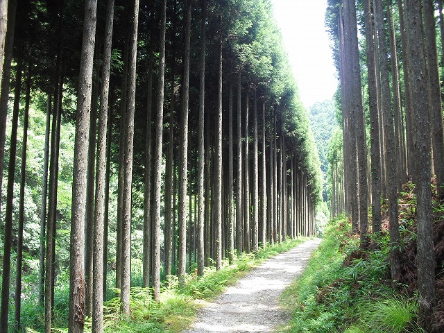 美しい林道