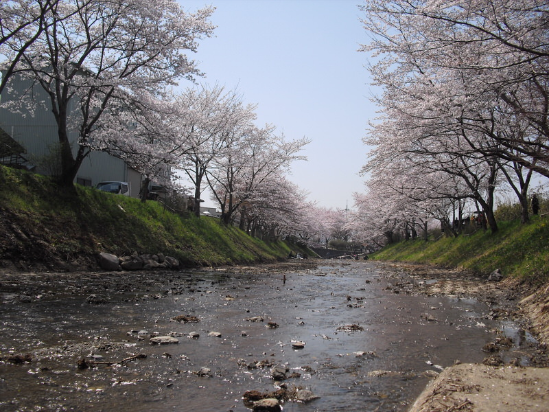 河川敷で桜を見る