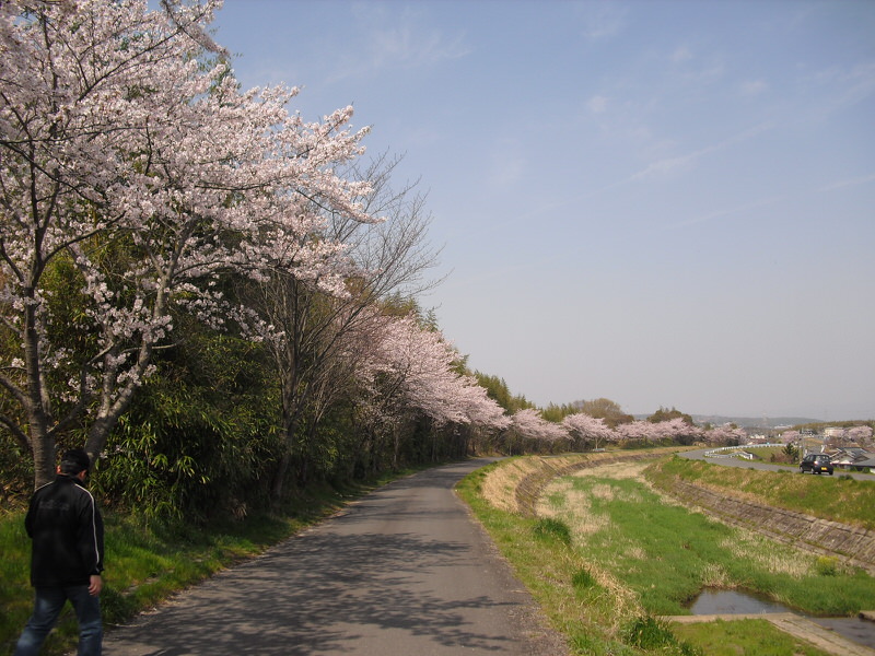 のんびりとした桜木道