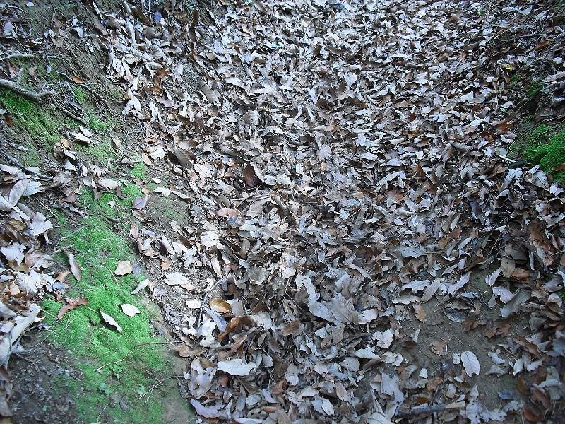 山道には落ち葉が満載！
