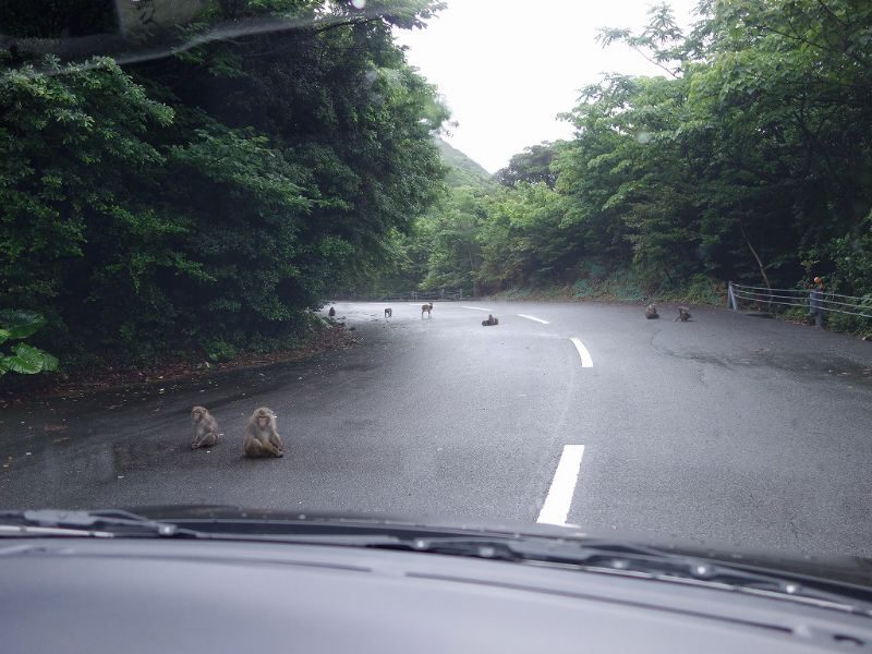 道路一面に猿とシカがいた！