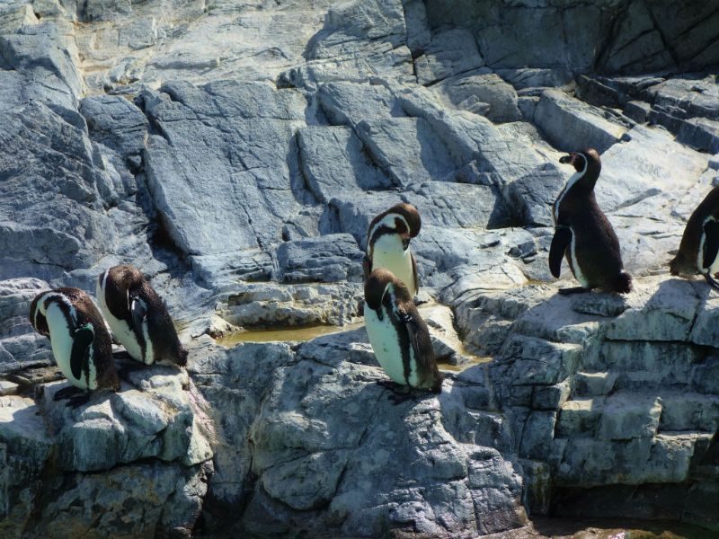 キングペンギンは時折ボウボウと鳴く